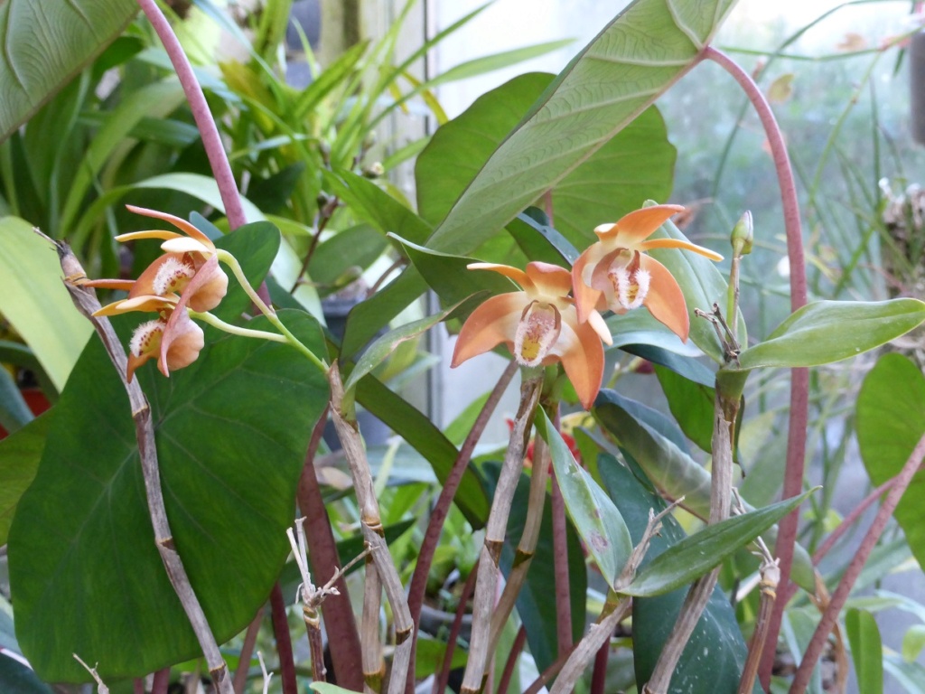 Dendrobium fleckeri P1230115