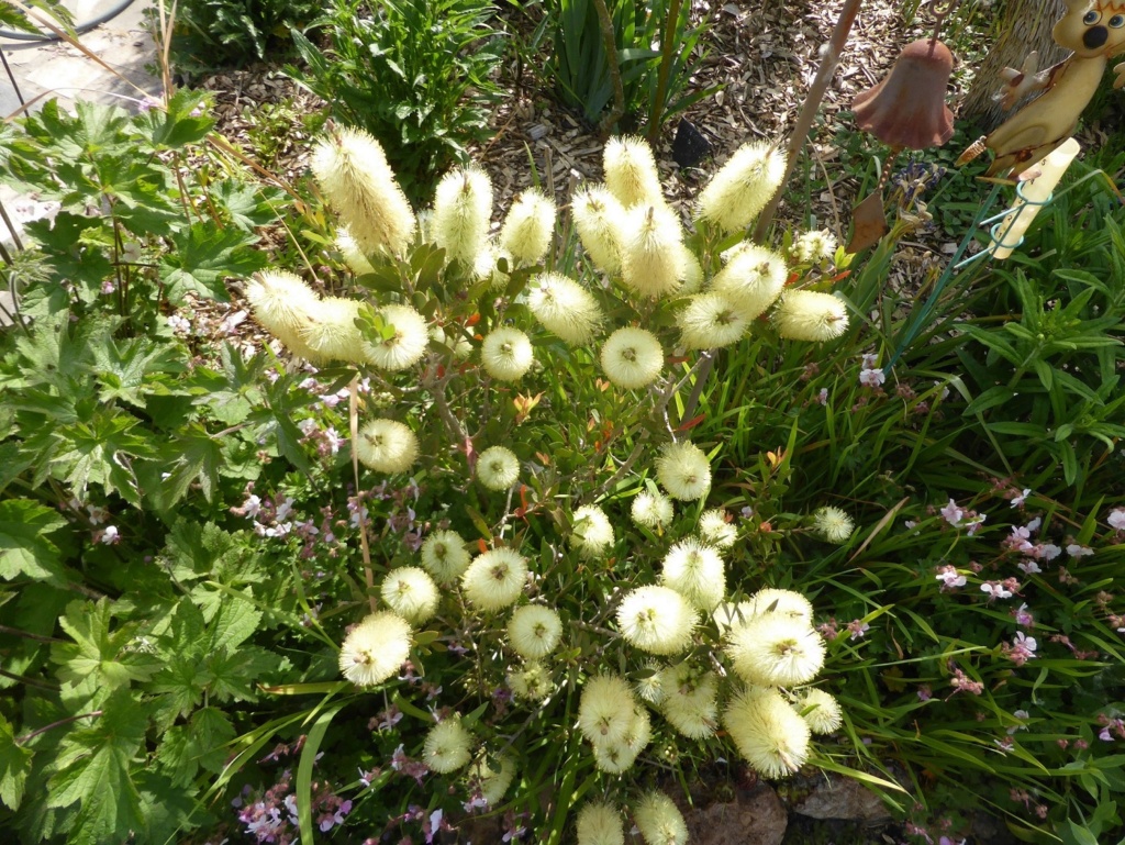 Callistemon salignus P1230219