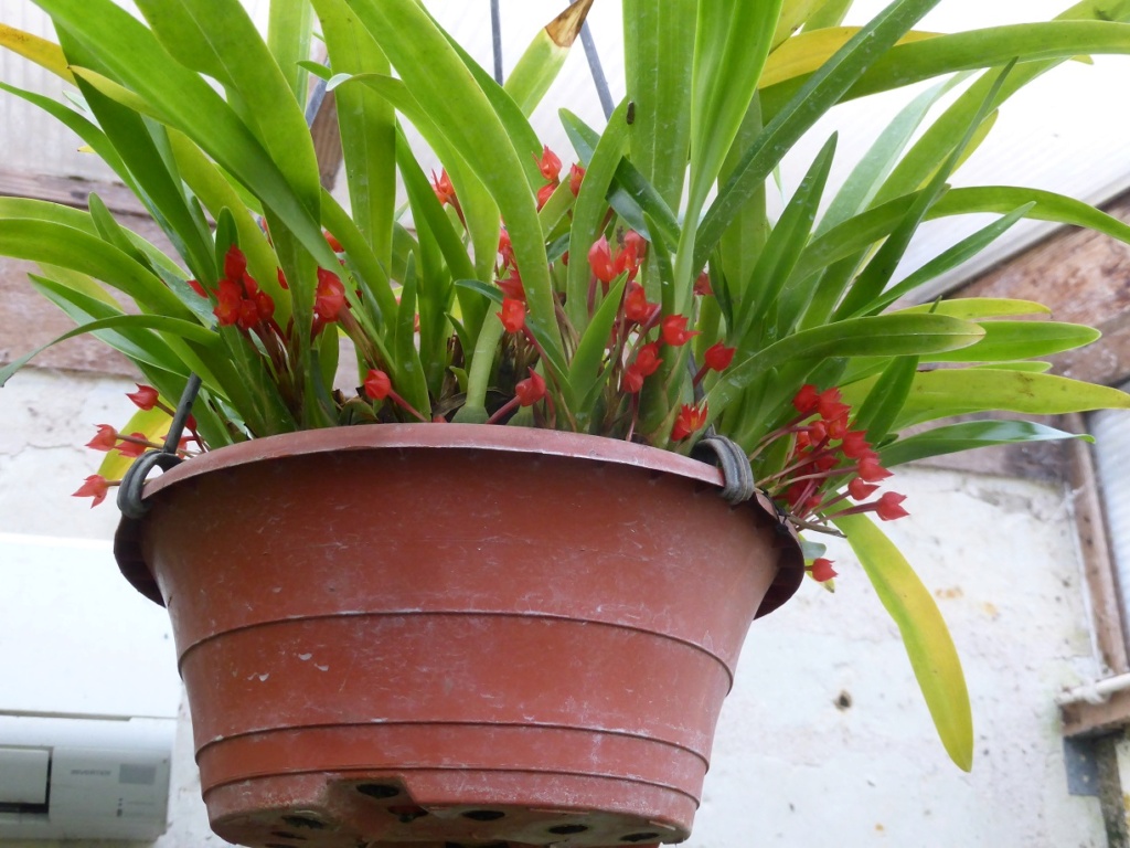 Maxillaria coccinea  P1230417