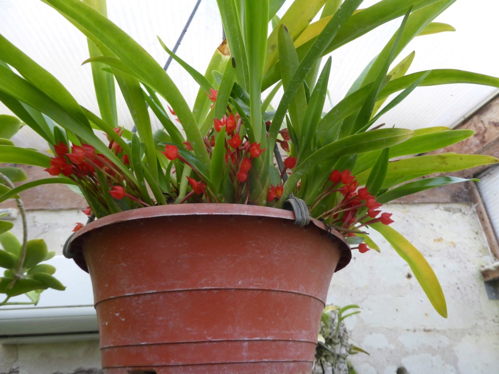 Maxillaria coccinea  P1230418