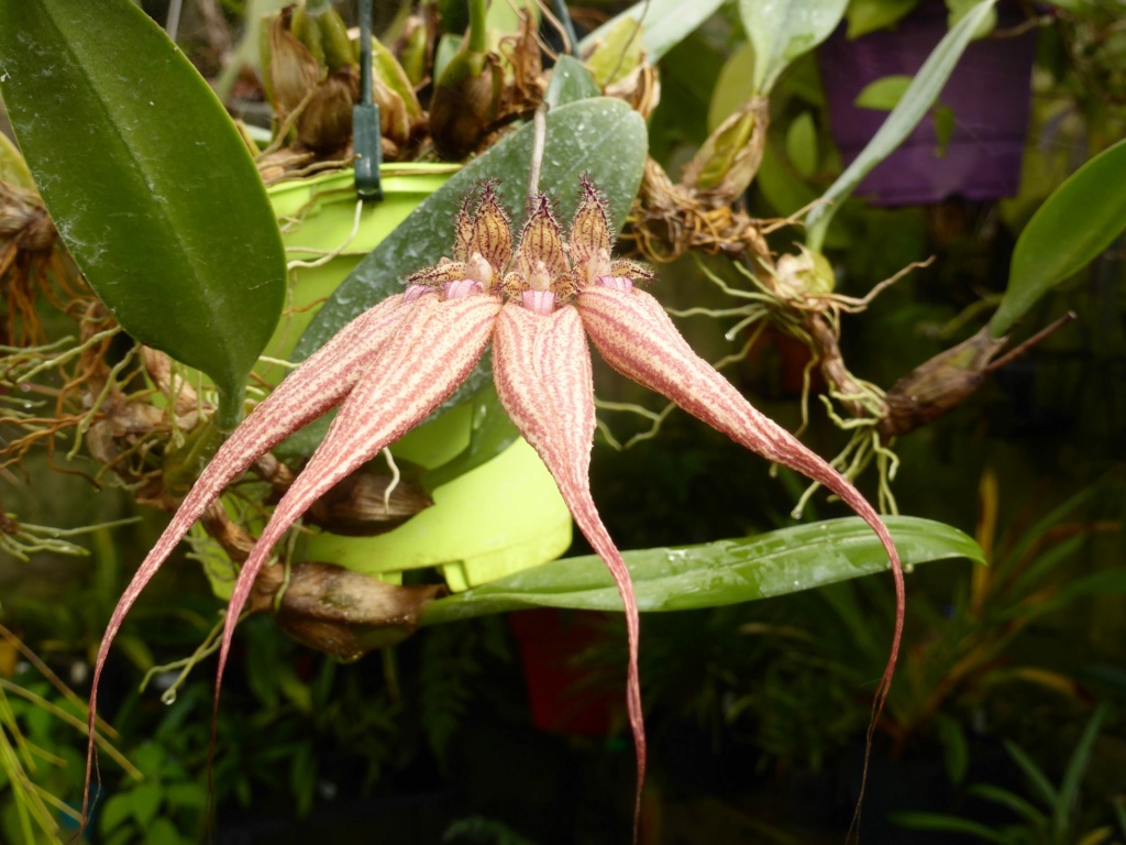 Bulbophyllum Elizabeth Ann Buckleburry P1230517