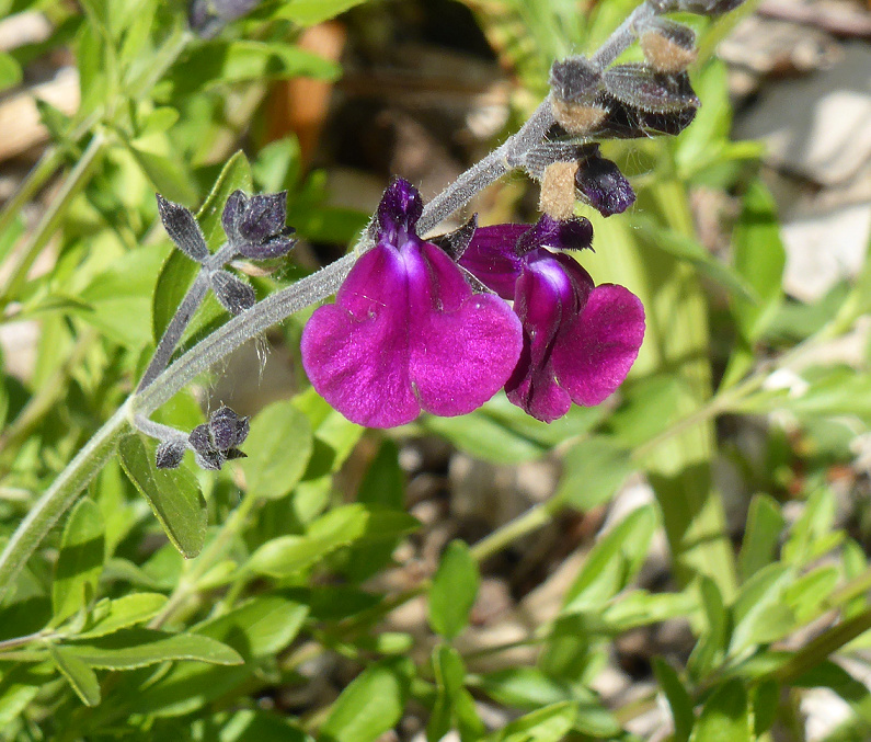 Salvia microphylla (photo de famille ) Sal010