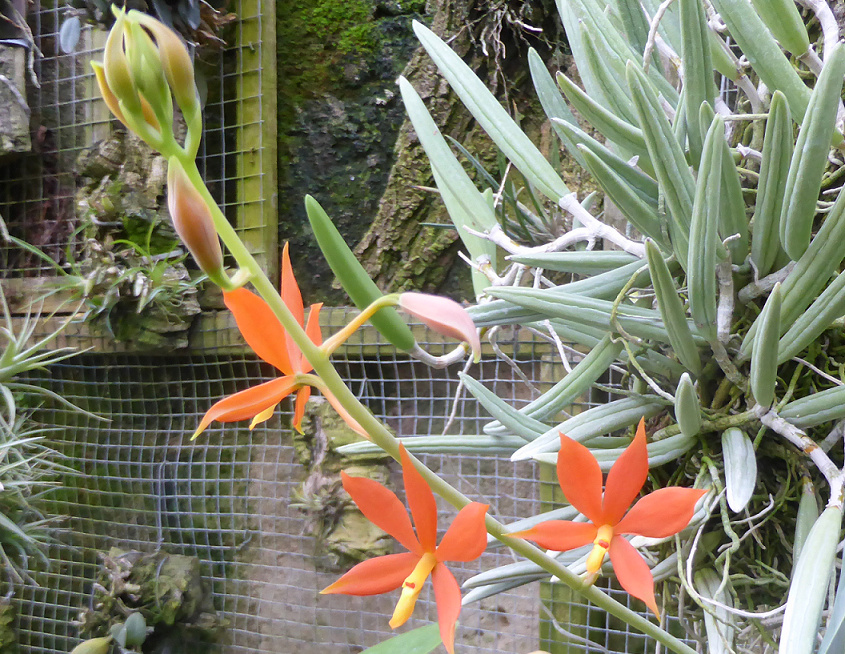 Encyclia vittelina  Vite10