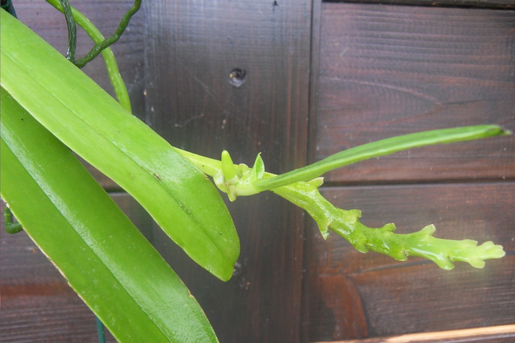 Phalaenopsis cornu-cervi var. flava 161