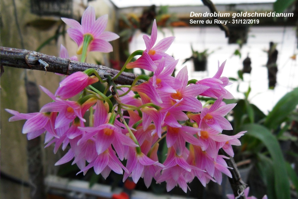 Dendrobium goldschmidtianium 163