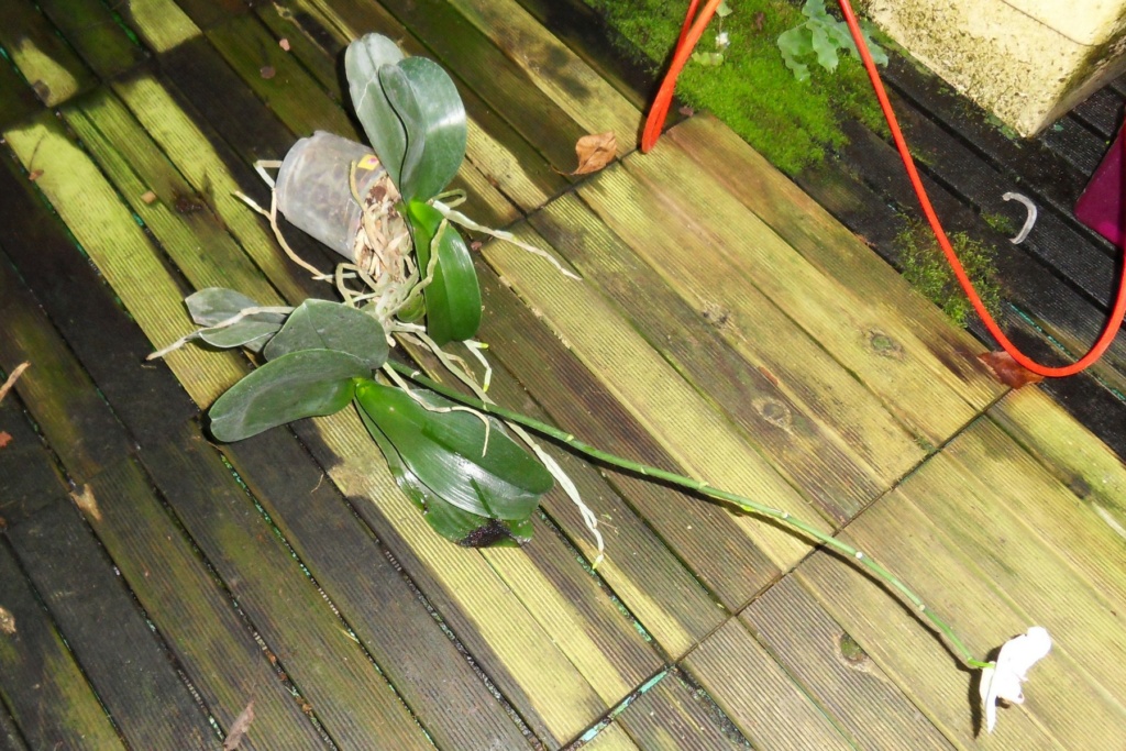 Mon plus vieux Phalaenopsis 261