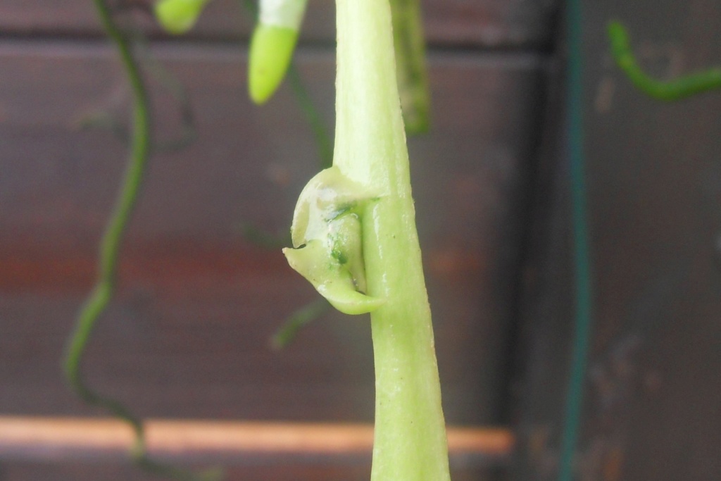 Phalaenopsis cornu-cervi var. flava 323