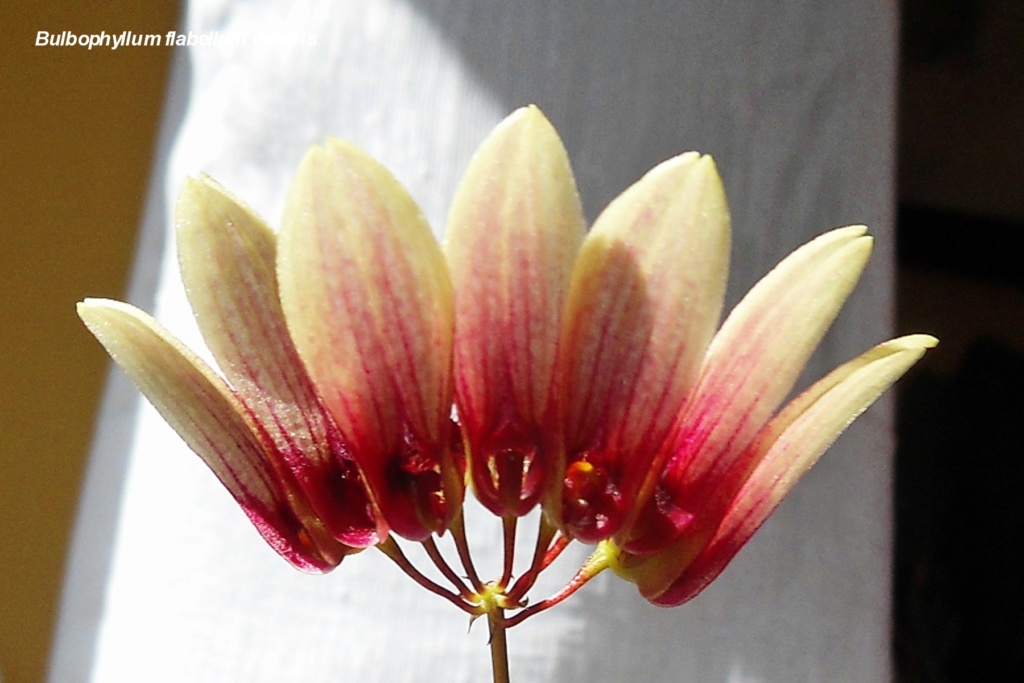 Bulbophyllum flabellum veneris Bulbop16