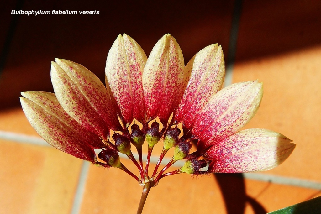 Bulbophyllum flabellum veneris Bulbop18
