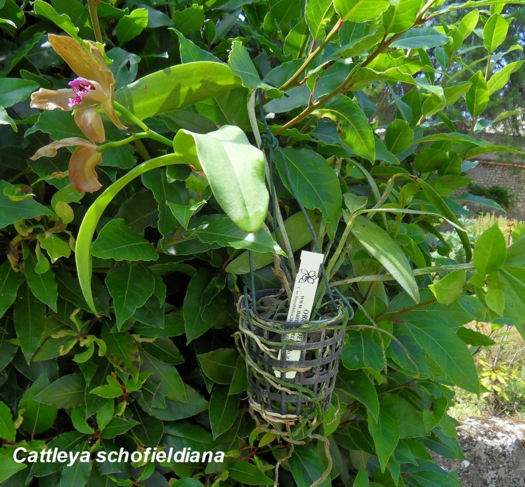 Cattleya schofieldiana Csplan10