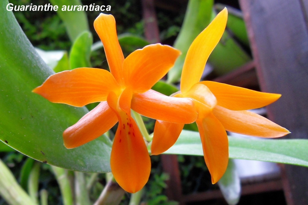 Guarianthe aurantiaca Guaria10