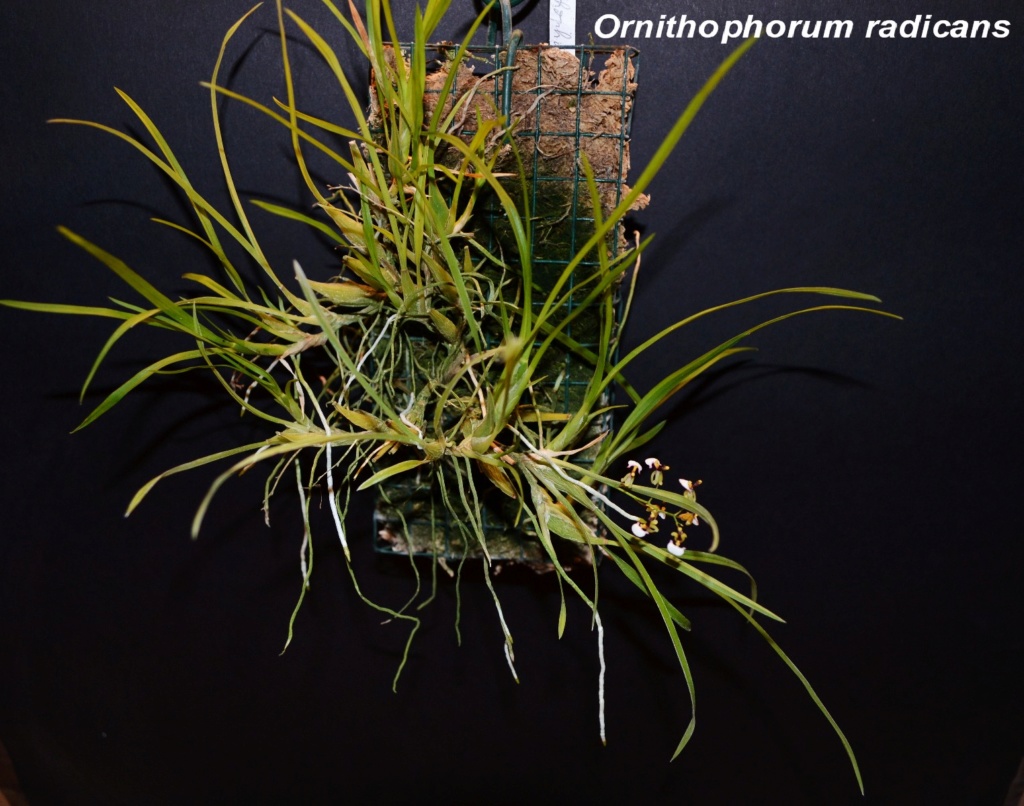 Ornithophorum radicans Ornith18