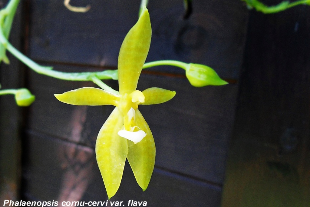 Phalaenopsis cornu-cervi var. flava Phalae20