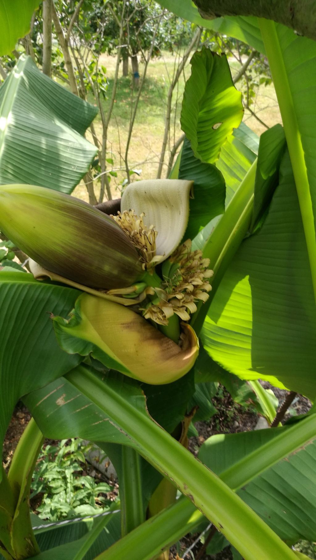 Bananengewächse (Musaceae) - Seite 8 Img_2017