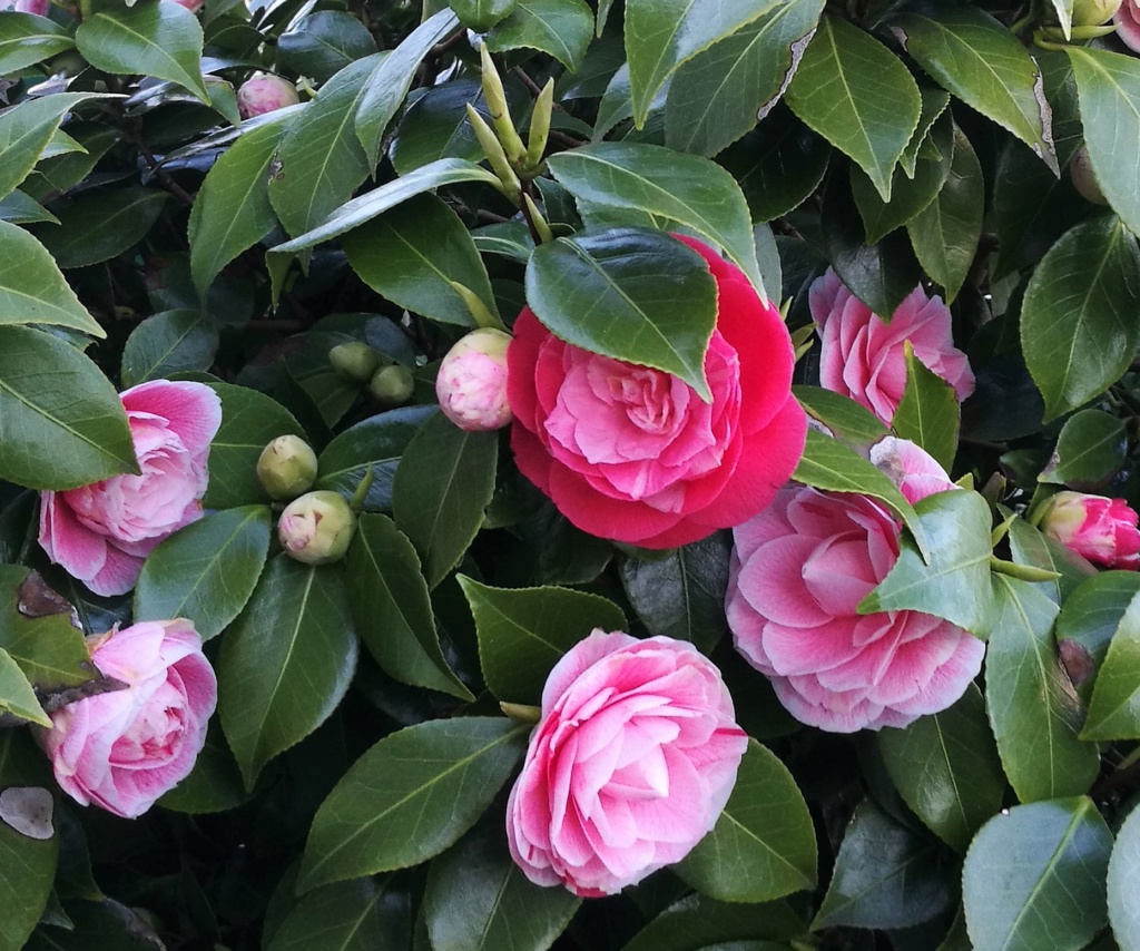 Camellia - Kamelien - Seite 9 Img_2141