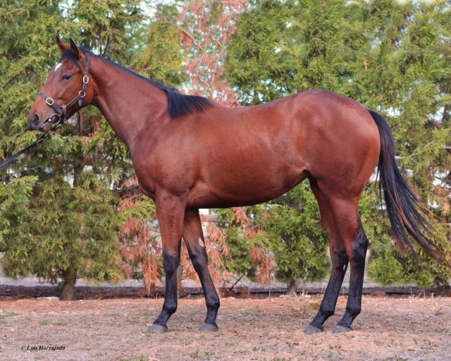 PRESENTACIÓN YEARLINGS TORREDUERO SUBASTA ACPSIE 2019 Img_2012