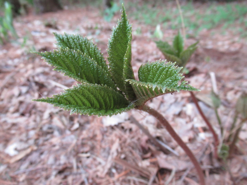 Rodgersia pinnata Chocolate Wings pas chocolat pantoute Rodgpi10