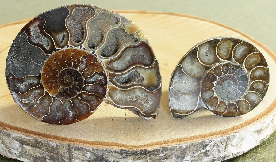 Ammonites de Madagascar cortados longitudinalmente. Lo que se puede observar Ammoni10
