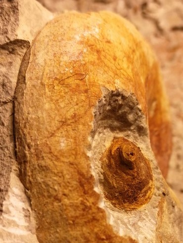 Habitante en la cámara de habitación de un ammonite; ¿molusco? Neolis11
