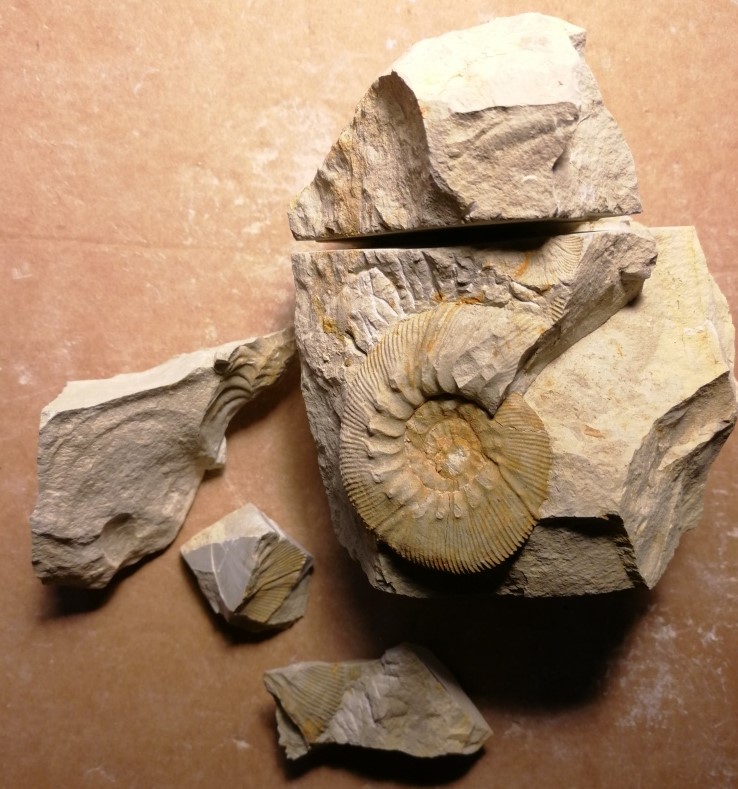Limpieza de un Olcostephanus densicostatus (ammonite en margocaliza) O_dens10