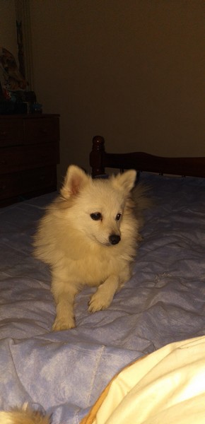 JAVOTTE, 5 ans, petite SPITZ réformée d'élevage, plutôt craintive 00213