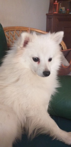 JAVOTTE, 5 ans, petite SPITZ réformée d'élevage, plutôt craintive 00313