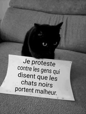 l'humour du chaton - Page 3 Chat-n11