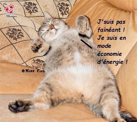 L Humour Du Chaton Page 2 L Humour Du Chaton Page 2