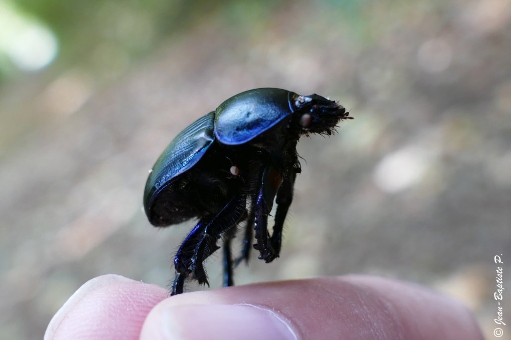 [Résolu : Geotrupes spiniger] qui je suis ? Copie_12