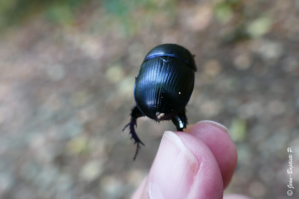 [Résolu : Geotrupes spiniger] qui je suis ? Copie_13