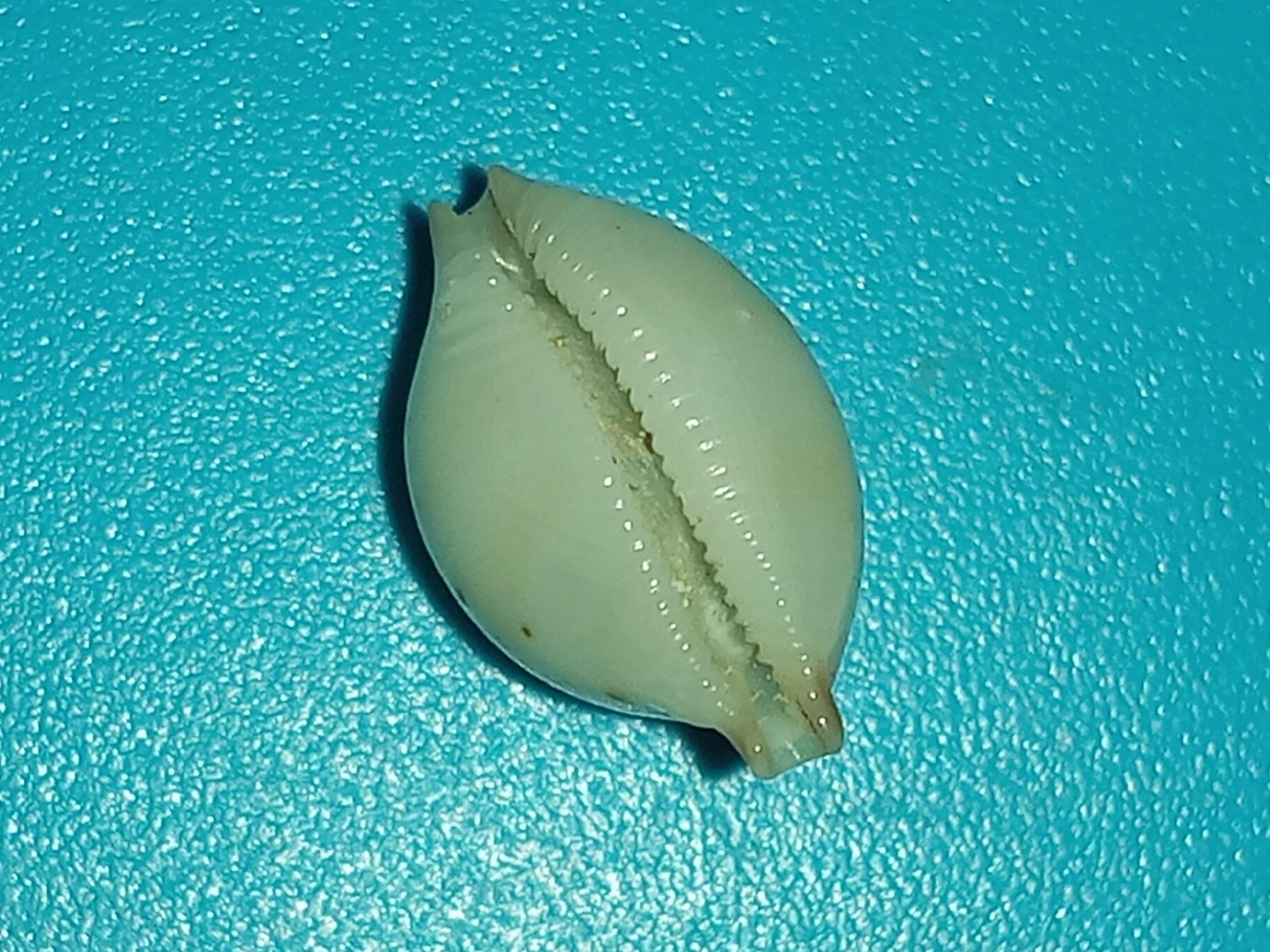 Pustularia cicercula tuamotensis Lorenz, 1999 20200419