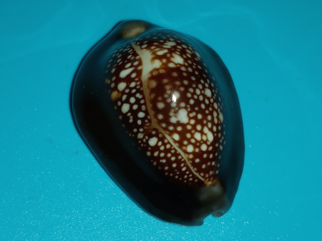 Monetaria caputserpentis meae Lorenz, 2017 voir Monetaria caputserpentis 20200710