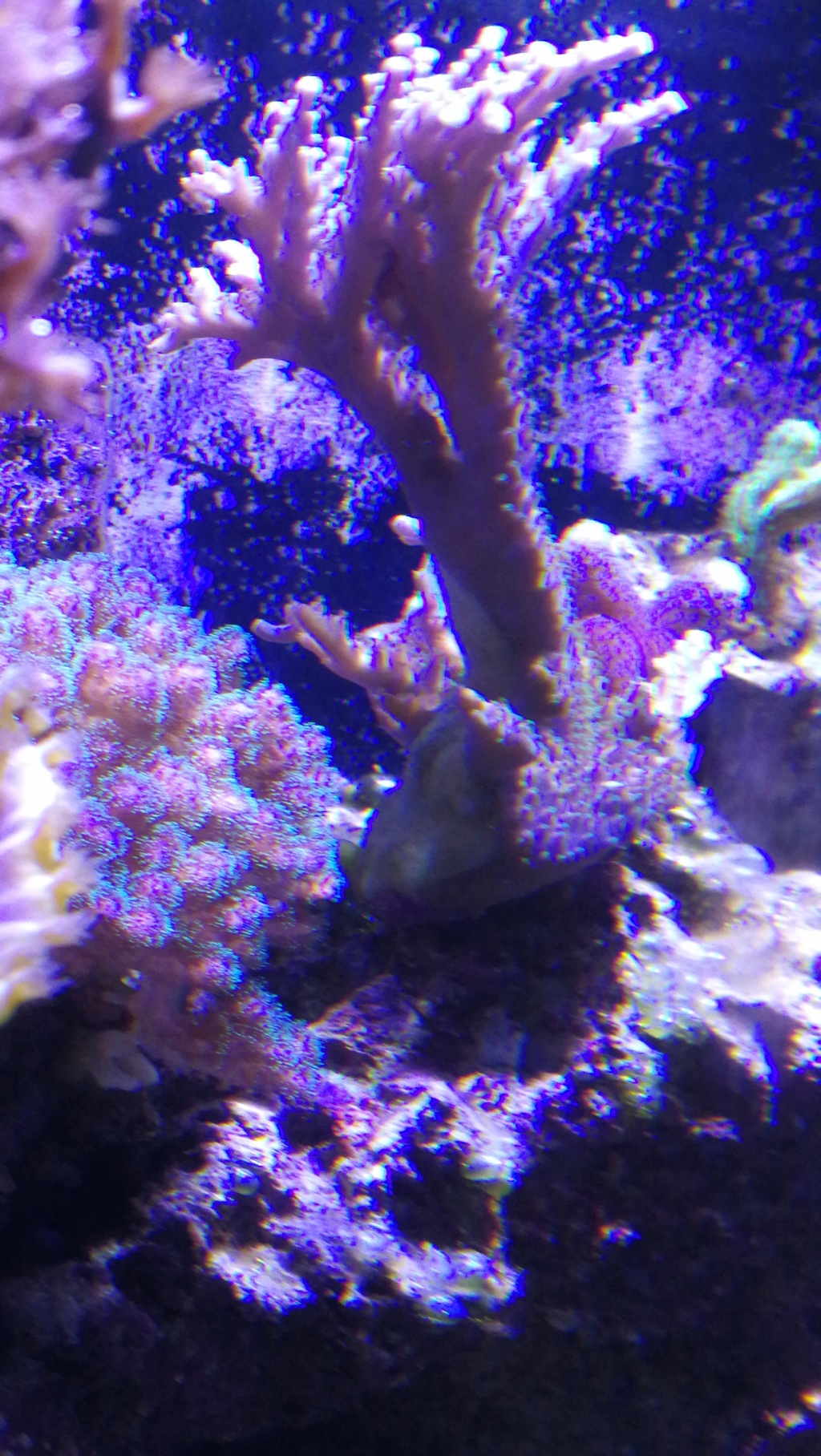 Nécrose ou non sur pied d'acropora ???  16099412