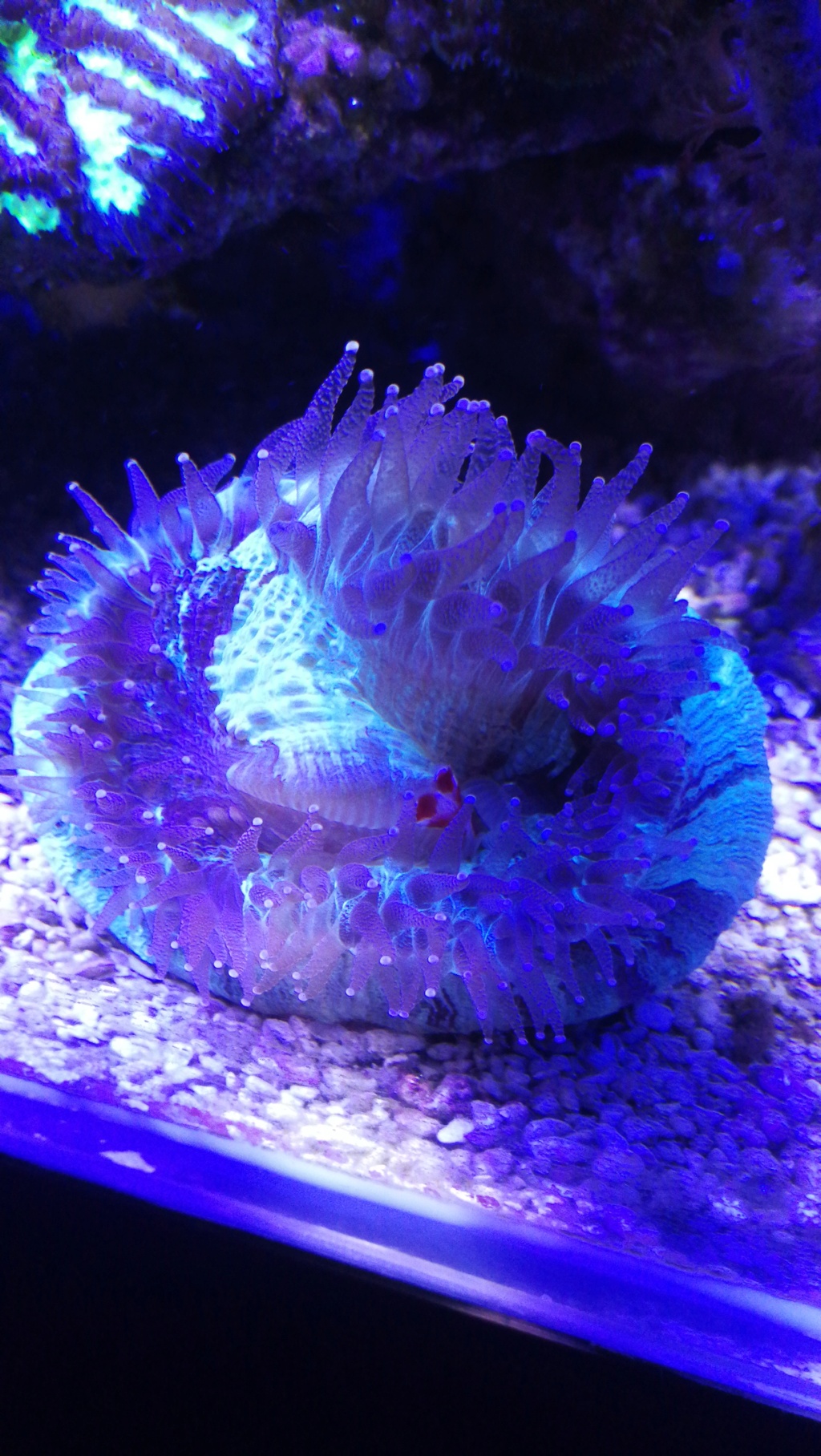 Trachyphyllia  16160910