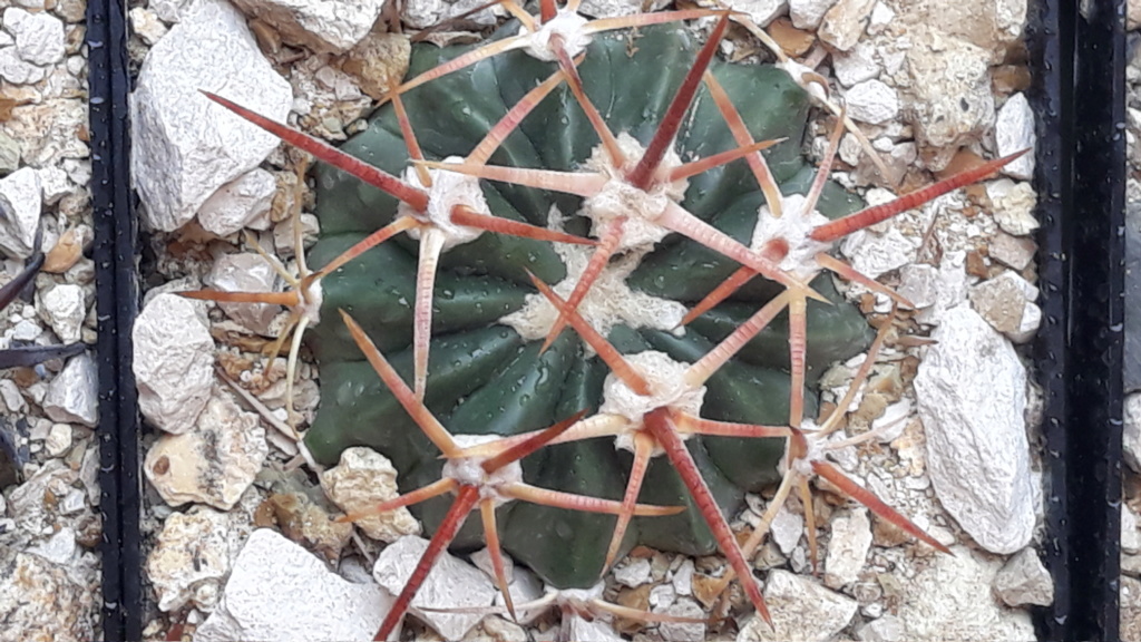 Echinocactus (Homalocephala) texensis - Seite 4 20191019