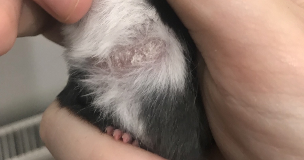 Flakey skin/ Scabs on mouse 65e30b10
