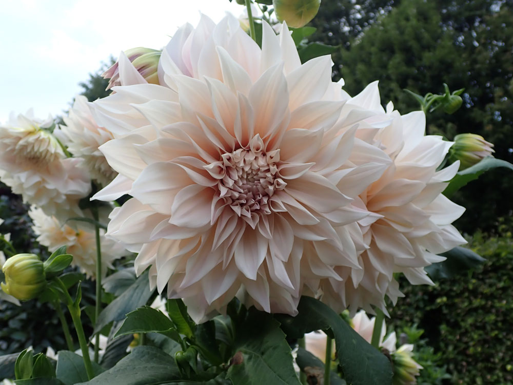 Dahlien - Dahlia - Seite 7 Dahlie43