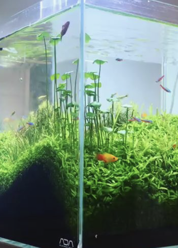 Lancement aquarium apocalyptique 100L Captur14