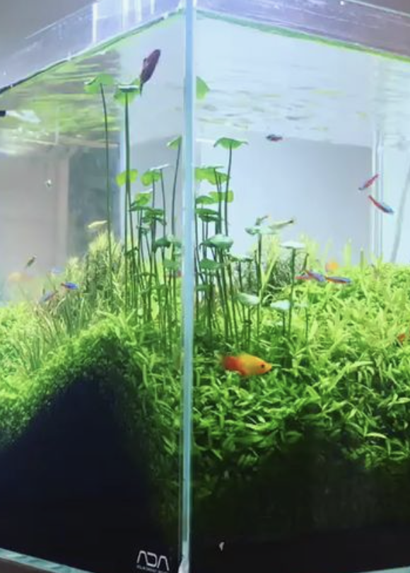 Lancement aquarium apocalyptique  100L Captur14