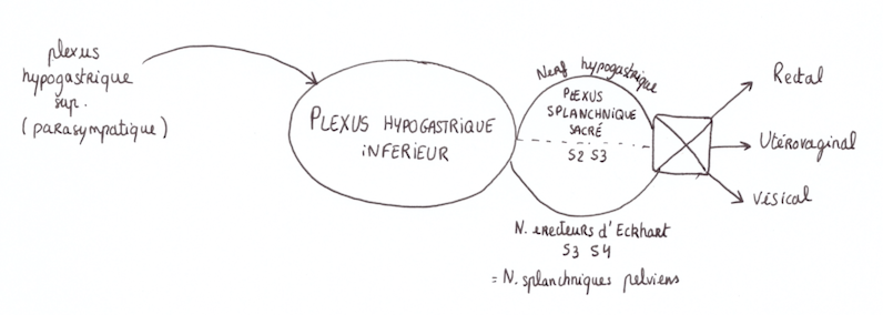 plexus hypogastrique inf Captur10
