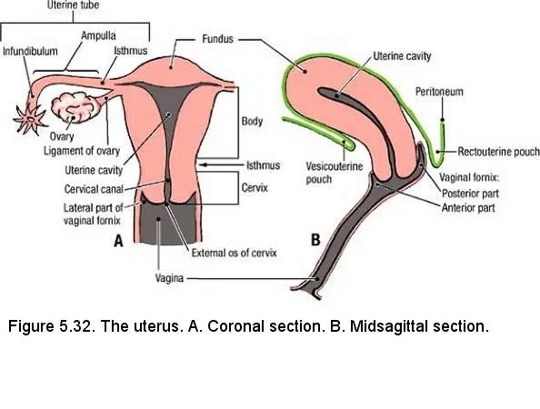 QCM 14 Vagin 2018 Cervix10