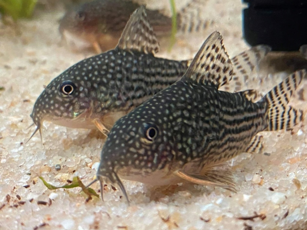 120L Corydoras - Page 3 F10