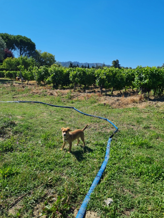 FLUFFY (ex ARCHIMBAUD) - chiot mâle, de taille petite à moyenne à l'âge adulte - né environ en début février 2021 - en FA chez Lili (Roumanie) - Adopté par Elodie (84)  20210715