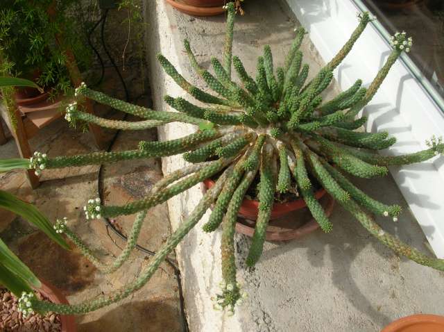 Euphorbia inermis Dscn9711