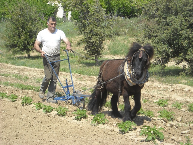 Les poneys Patate10