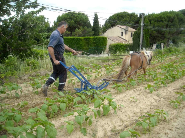 Les poneys Robert11