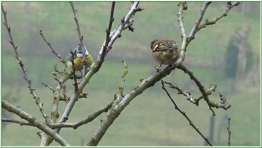 2011: La bio-diversité dans mon jardin.... oiseaux, mouotns, nénuphars. 18mars11