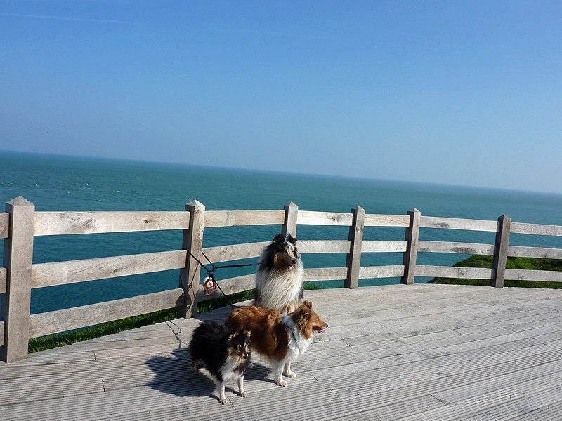 Ce 24 avril 09, balade à la Côte d'Opale avec mes 3 plus jeunes chiens. 24_avr13