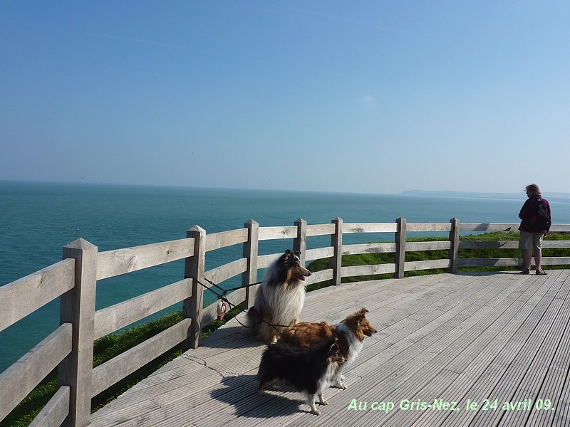 Ce 24 avril 09, balade à la Côte d'Opale avec mes 3 plus jeunes chiens. 24_avr14