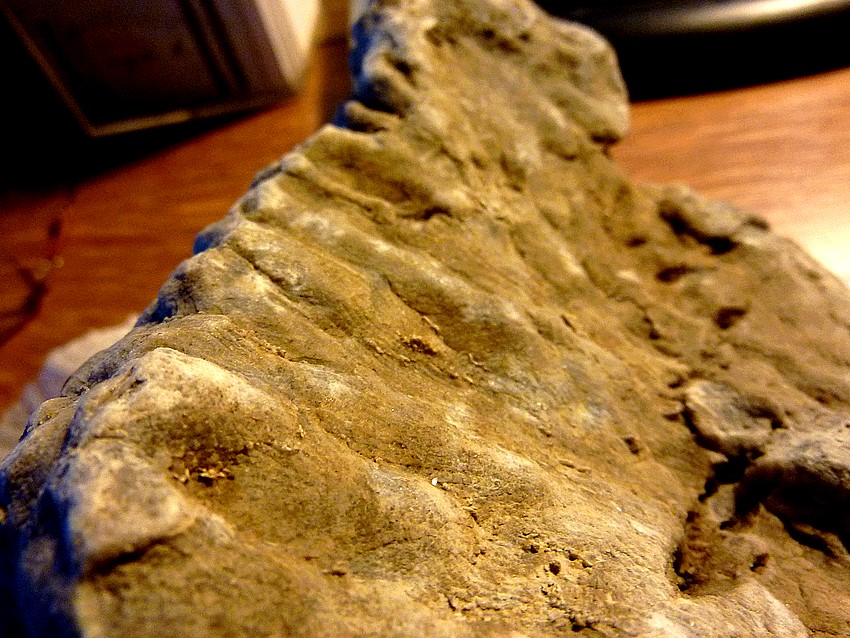 Un peu de géologie. Fossiles dans mon jardin! Coraux17